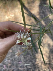 Grevillea linearifolia