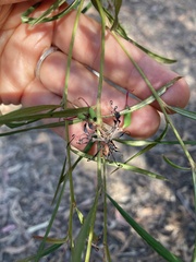 Grevillea linearifolia, photograph (c) Laura Fernández Winzer, some rights reserved (CC BY)