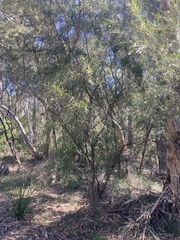 Grevillea linearifolia, photograph (c) Laura Fernández Winzer, some rights reserved (CC BY)