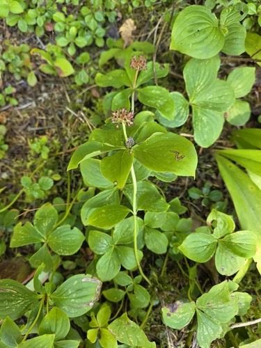 Western Bunchberry