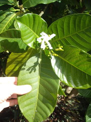 Tabernaemontana dichotoma