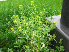 Erysimum repandum