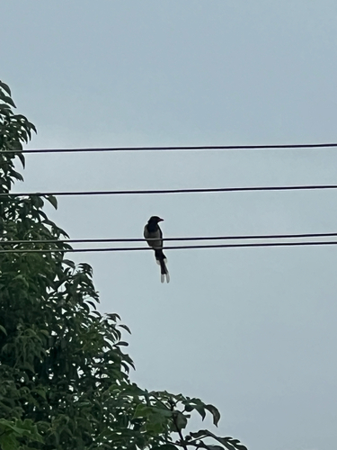 Red-billed Blue-Magpie