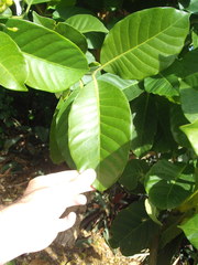 Tabernaemontana dichotoma