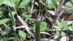 Erythrodiplax melanorubra