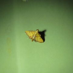 Endotricha psammitis