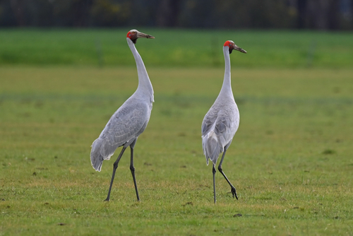 Brolga