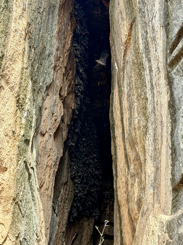 Leschenault's Rousette