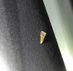 Eublemma lozostropha