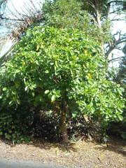 Tabernaemontana dichotoma