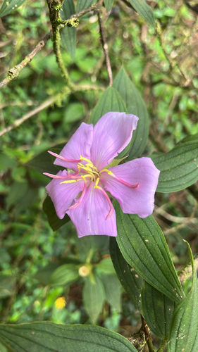 Rhododendron, 2026-09-04