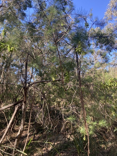 Persoonia pinifolia, photograph 3