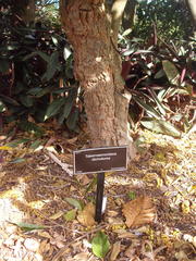 Tabernaemontana dichotoma