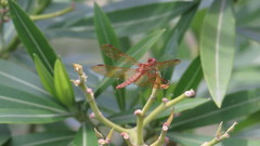 Perithemis icteroptera