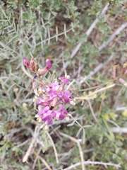 Astragalus casei