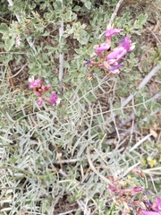 Astragalus casei