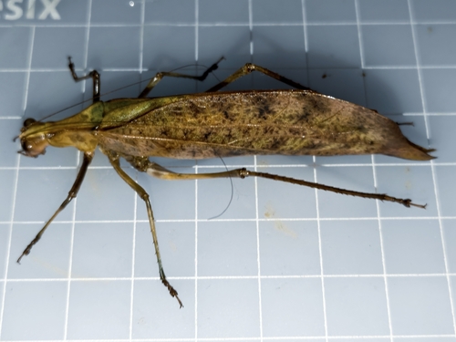 Leptoderes dianensis