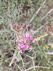 Astragalus casei