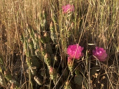 Opuntia basilaris brachyclada