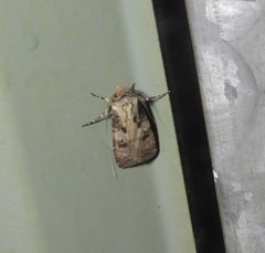 Agrotis interjectionis