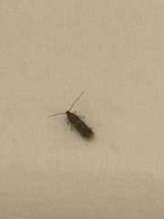 Oinophila v-flava