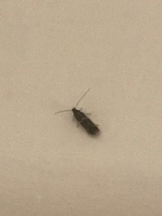 Oinophila v-flava