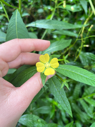 Ludwigia octovalvis observed 2026-09-04