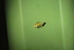 Metasia polytima
