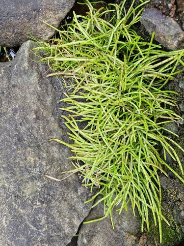 Lilaeopsis novae-zelandiae, photograph 1