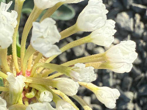 Abronia fragrans, photograph 3