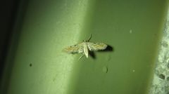 Parapoynx dentizonalis