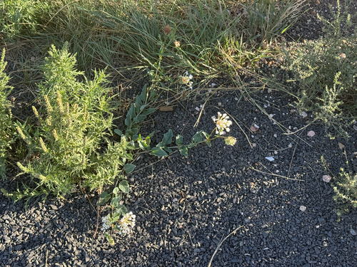 Abronia fragrans