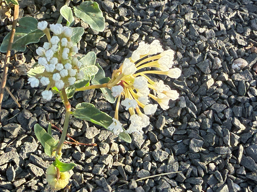 Abronia fragrans, photograph 1