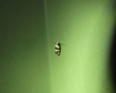 Prepocosma schalidota