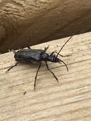 Acmaeops proteus proteus