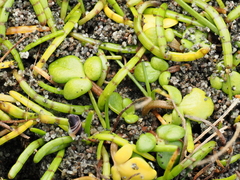 Lilaeopsis novae-zelandiae