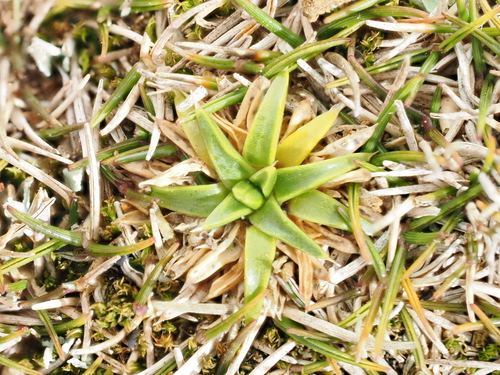 Colobanthus muelleri, photograph 6
