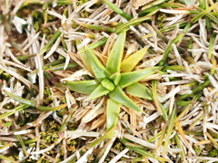 Colobanthus muelleri, photograph (c) Emily Roberts, some rights reserved (CC BY)