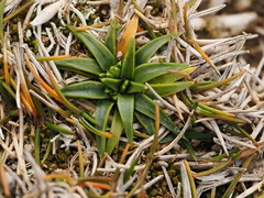 Colobanthus muelleri, photograph (c) Emily Roberts, some rights reserved (CC BY)