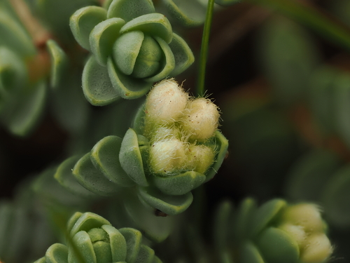 Pimelea carnosa, photograph 6