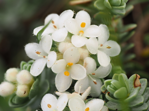 Pimelea carnosa, photograph 5
