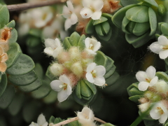 (c) Emily Roberts, some rights reserved (CC BY) Pimelea carnosa, photograph (c) Emily Roberts, some rights reserved (CC BY)
