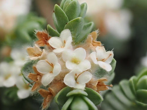 Pimelea carnosa, photograph 3
