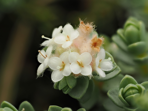 Pimelea carnosa, photograph 2