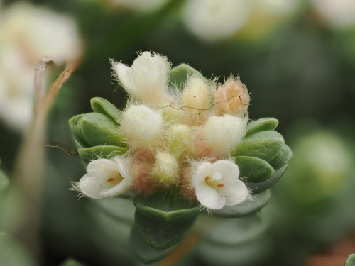 Pimelea carnosa, photograph 1
