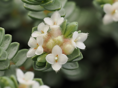 Pimelea carnosa
