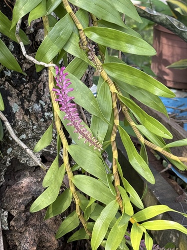 Toothbrush orchid