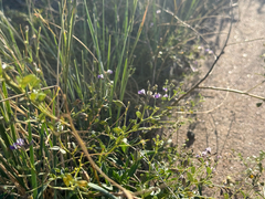 Pediomelum tenuiflorum, photograph (c) Jared Lincenberg, some rights reserved (CC BY)