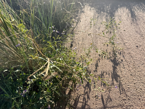 Pediomelum tenuiflorum, photograph 6