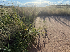 Pediomelum tenuiflorum, photograph (c) Jared Lincenberg, some rights reserved (CC BY)